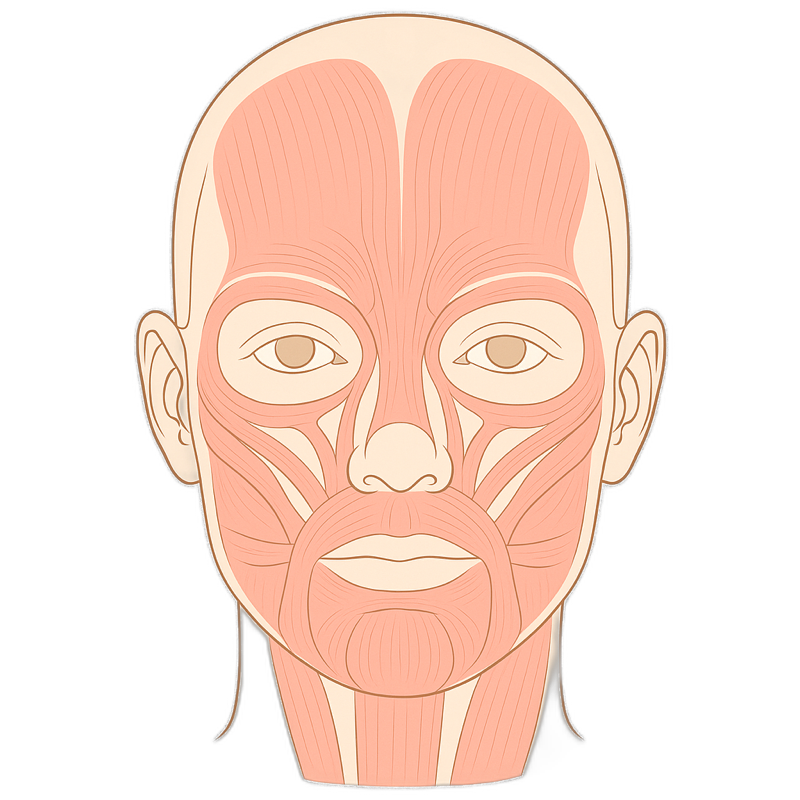 Where Botox is placed, anatomical illustration