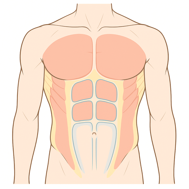 Inside muscle definition, anatomical illustration